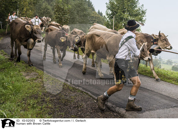 Mensch mit Braunvieh / human with Brown Cattle / IG-02003