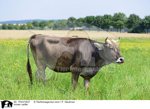 Braunvieh / brown cattle / FH-01937