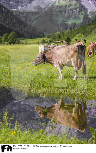 Brown-Swiss / Brown Swiss / PW-18182