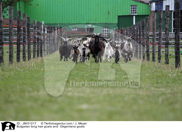 Bulgarian long hair goats and  Girgentana goats / JM-01217