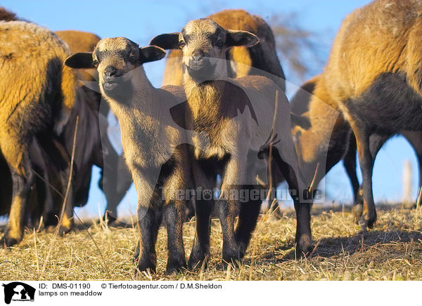 Lmmer auf der Wiese / lamps on meaddow / DMS-01190