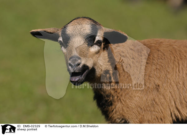 Kamerunschaf Portrait / sheep portrait / DMS-02329
