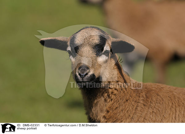Kamerunschaf Portrait / sheep portrait / DMS-02331