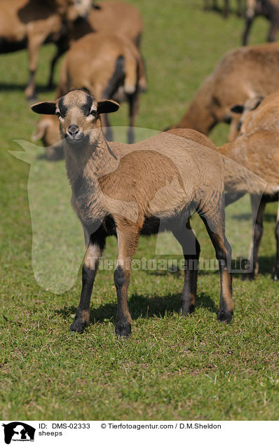 Kamerunschafe / sheeps / DMS-02333