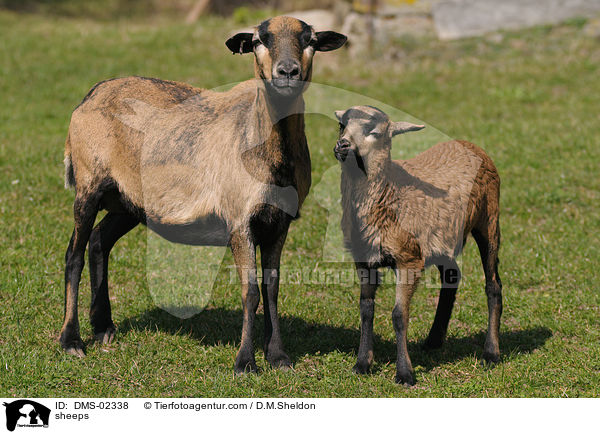 Kamerunschafe / sheeps / DMS-02338