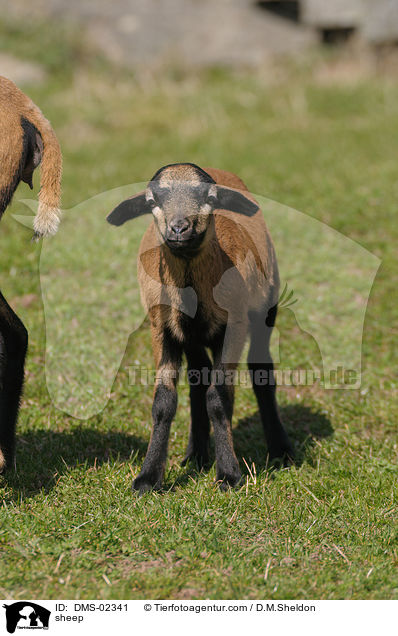 Kamerunschaf / sheep / DMS-02341