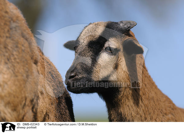 Kamerunschaf Portrait / sheep portrait / DMS-02343