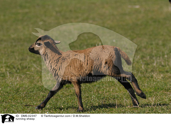 laufendes Kamerunschaf / running sheep / DMS-02347