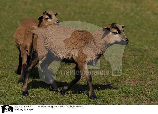 laufende Kamerunschafe / walking sheeps / DMS-02351