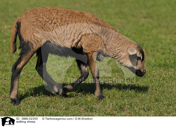 laufendes Kamerunschaf / walking sheep / DMS-02355