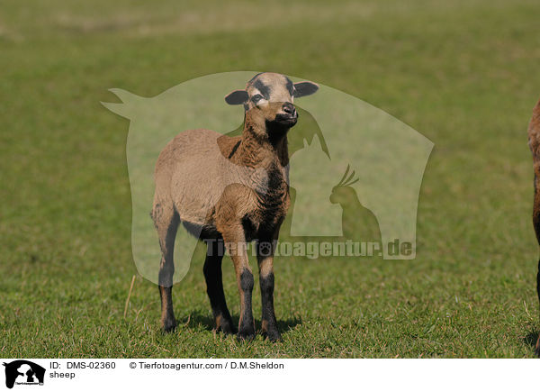 Kamerunschaf / sheep / DMS-02360
