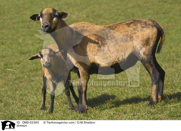 Kamerunschafe / sheeps / DMS-02365
