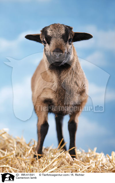 Kamerunschaf Lamm / Cameroon lamb / RR-41591