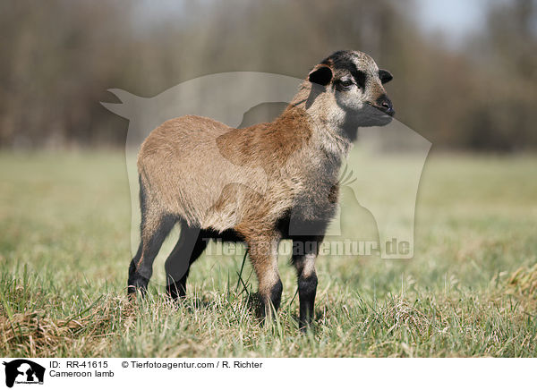 Kamerunschaf Lamm / Cameroon lamb / RR-41615