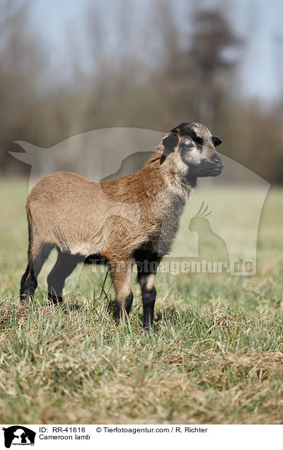 Kamerunschaf Lamm / Cameroon lamb / RR-41616