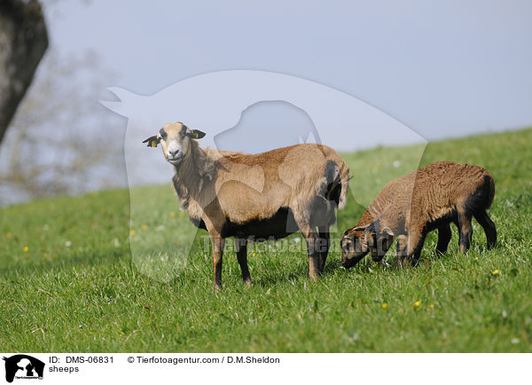 Kamerunschafe / sheeps / DMS-06831