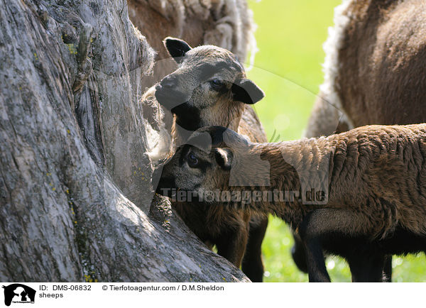 Kamerunschafe / sheeps / DMS-06832