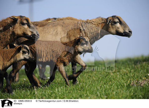 Kamerunschafe / sheeps / DMS-06833