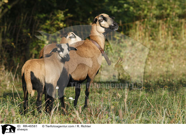 Kamerunschafe / sheeps / RR-46581