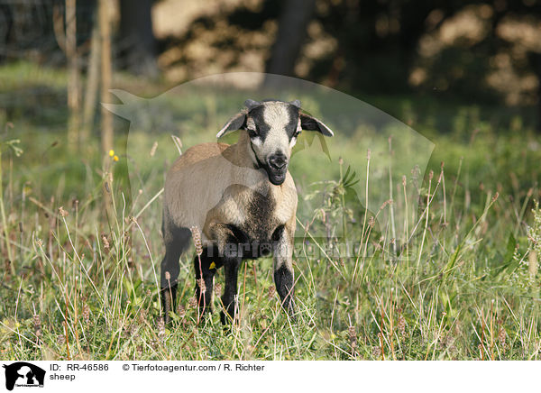 Kamerunschaf / sheep / RR-46586