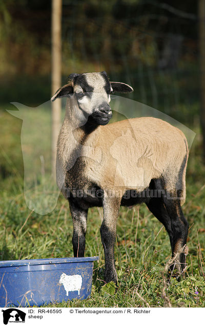 Kamerunschaf / sheep / RR-46595
