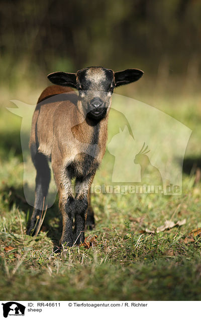 Kamerunschaf / sheep / RR-46611