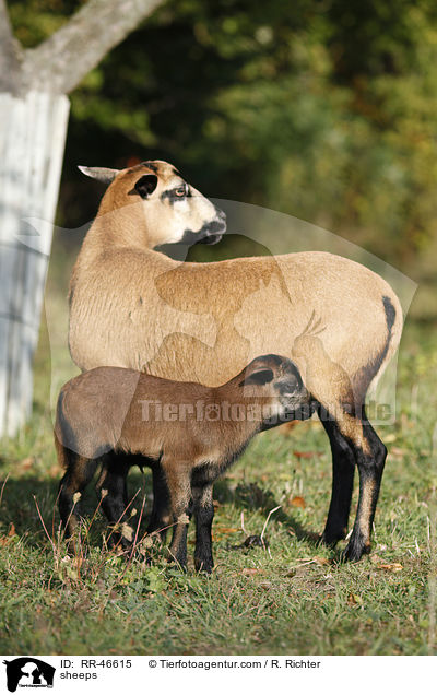 Kamerunschafe / sheeps / RR-46615