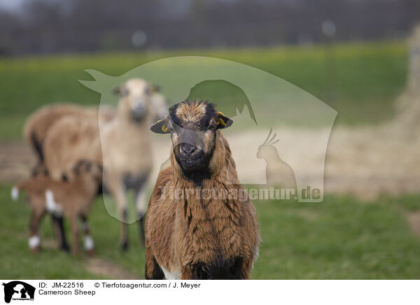 Kamerun Schaf / Cameroon Sheep / JM-22516