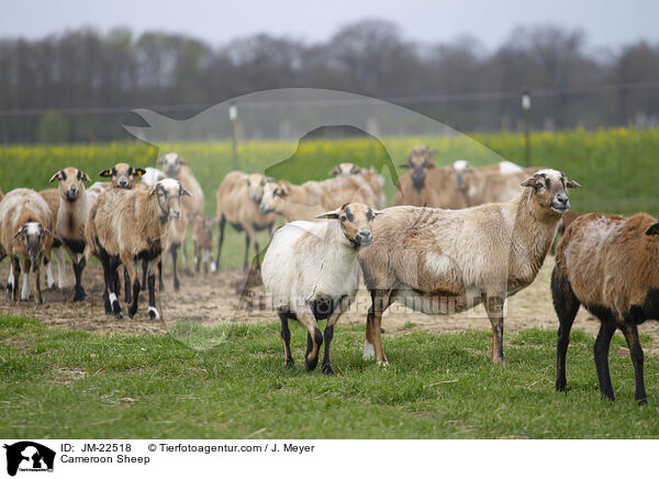 Kamerun Schaf / Cameroon Sheep / JM-22518