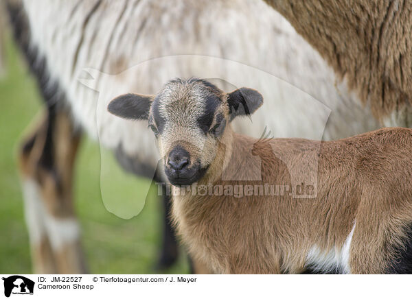 Kamerun Schaf / Cameroon Sheep / JM-22527