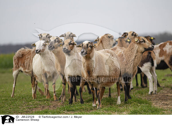 Kamerun Schaf / Cameroon Sheep / JM-22528