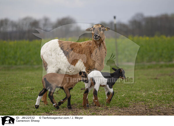 Kamerun Schaf / Cameroon Sheep / JM-22532