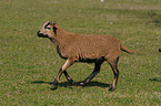 running sheep