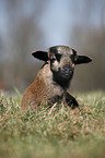 Cameroon lamb