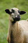 Cameroon Sheep