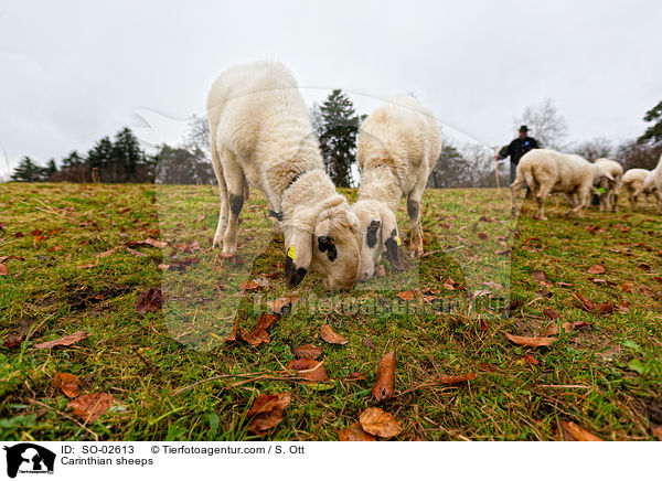 Krntner Brillenschafe / Carinthian sheeps / SO-02613