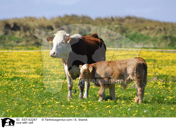 Mutterkuh mit Kalb / cow with calf / SST-02287