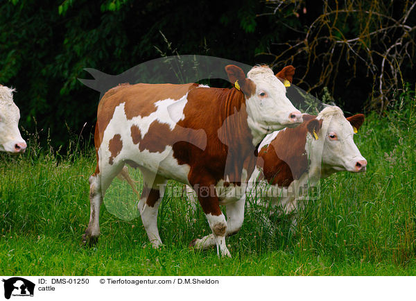 cattle / DMS-01250