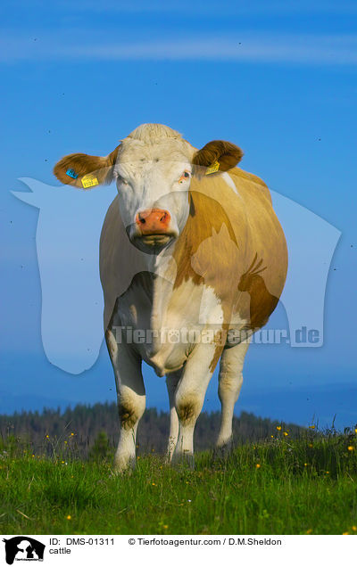 cattle / DMS-01311