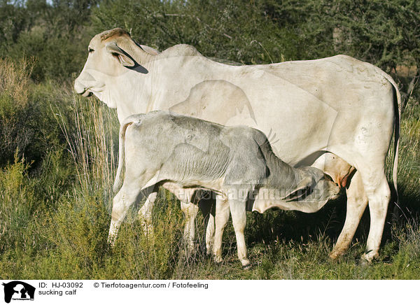 sugendes Kalb / sucking calf / HJ-03092