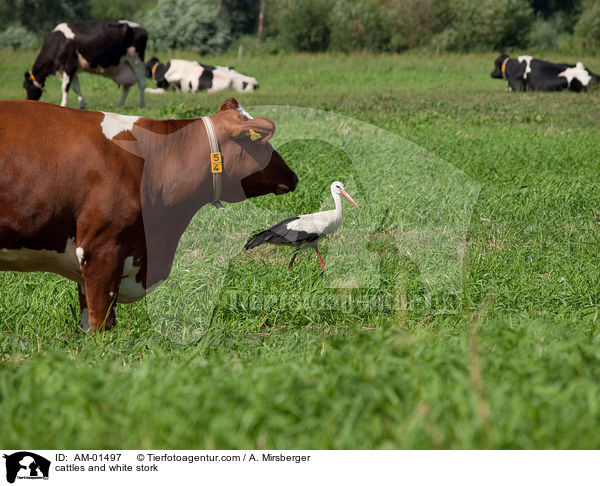 Rinder und Weistorch / cattles and white stork / AM-01497