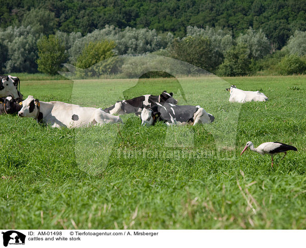 Rinder und Weistorch / cattles and white stork / AM-01498