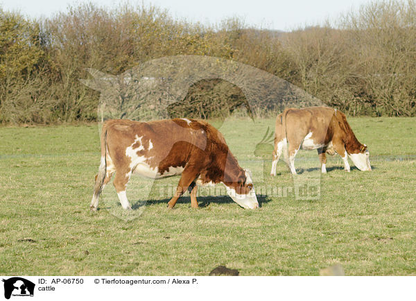 Rinder / cattle / AP-06750