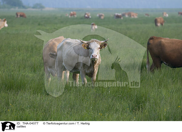 Rinder / cattles / THA-04077