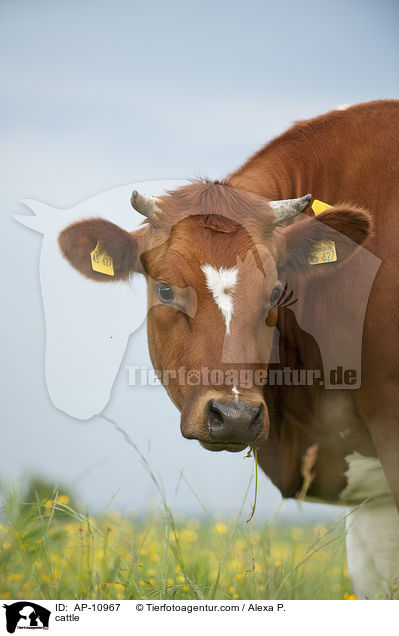 cattle / AP-10967