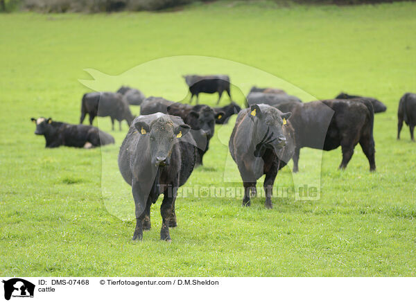 cattle / DMS-07468