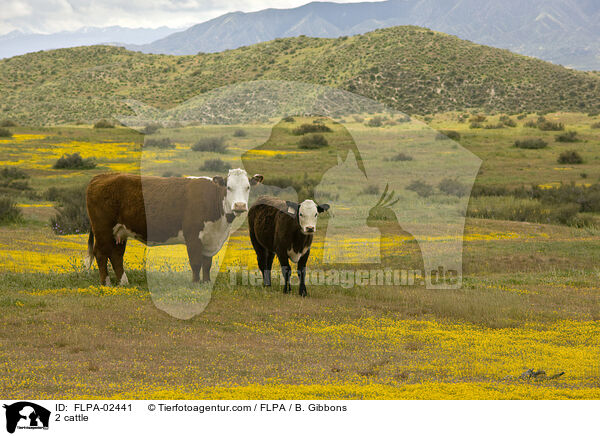 2 Rinder / 2 cattle / FLPA-02441