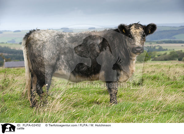 Rind / cattle / FLPA-02452