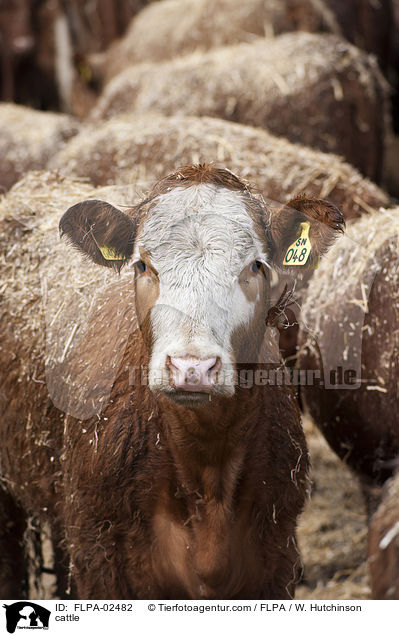 Rind / cattle / FLPA-02482