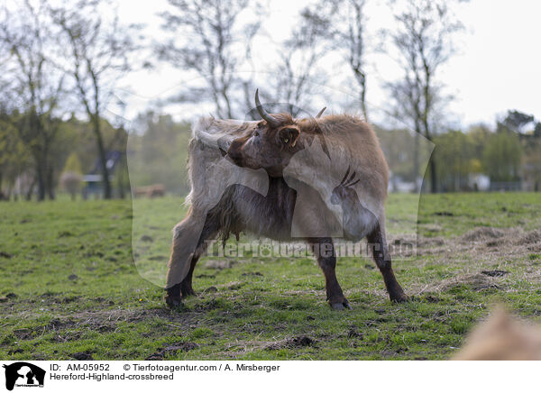 Hereford-Highland-Mix / Hereford-Highland-crossbreed / AM-05952